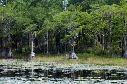 Wakulla County, FL