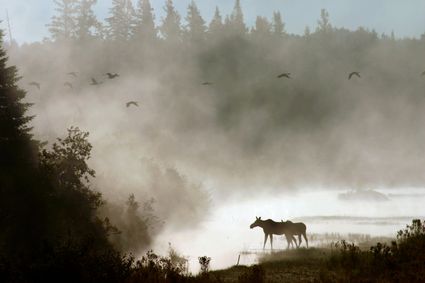 Northeast Maine--Aroostook, Washington & Northern Penobscot Counties PUMA, ME